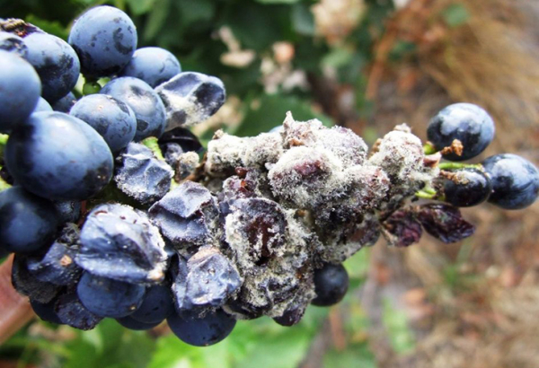 Как уберечь виноград и получить хороший урожай: 7 опасных болезней и методы их лечения